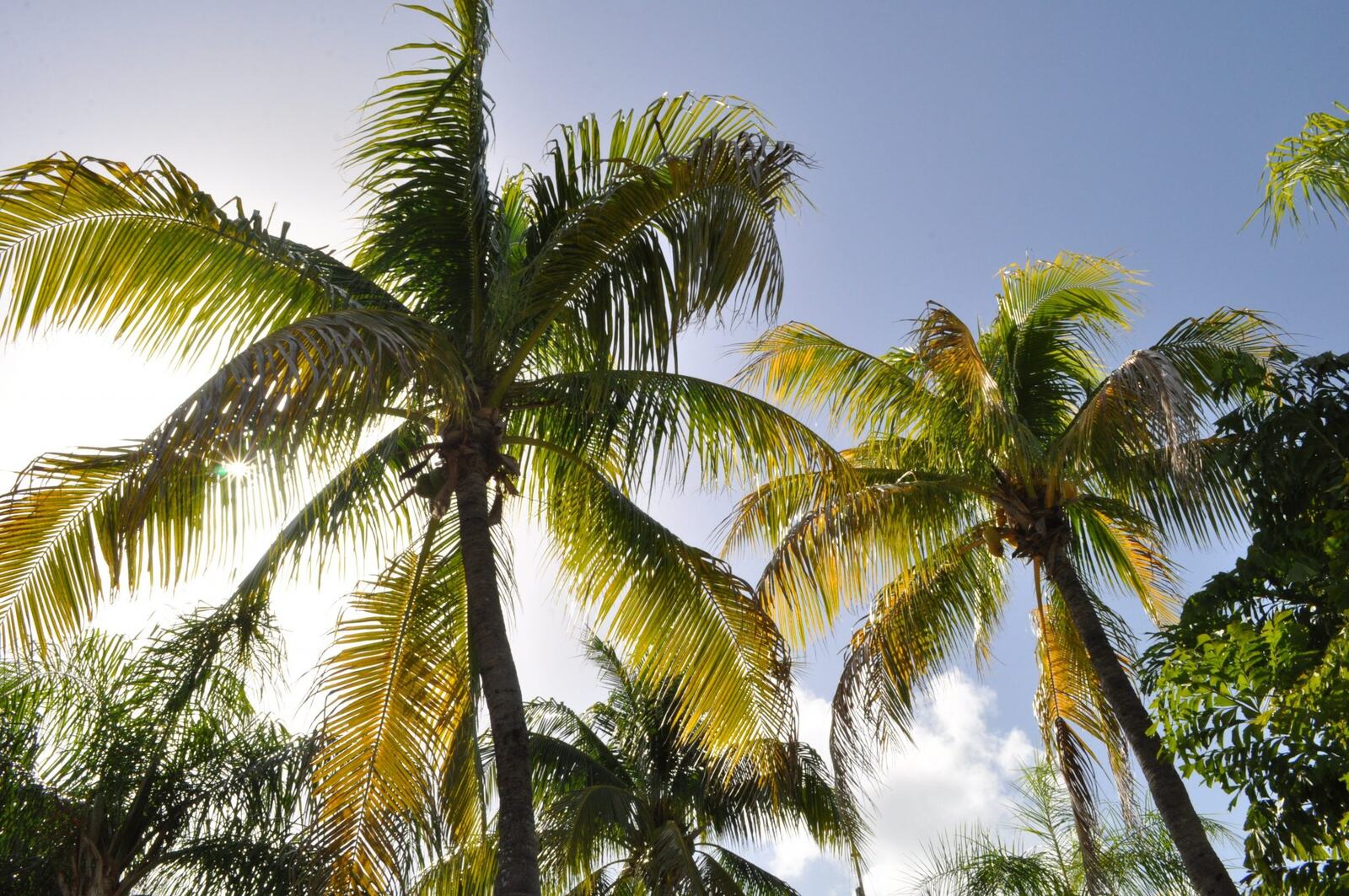Tropical spring break resort with palm trees for college students comparing Cancun Cabo and Punta Cana resorts