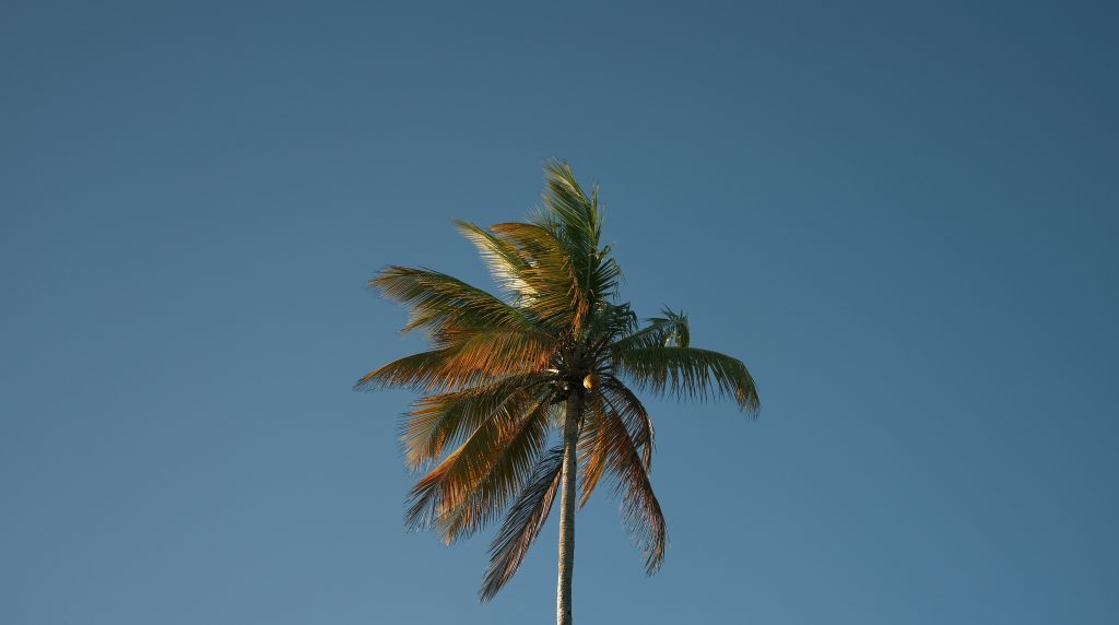 A single tall palm tree stands against a clear blue sky, its green fronds gently swaying in the breeze.